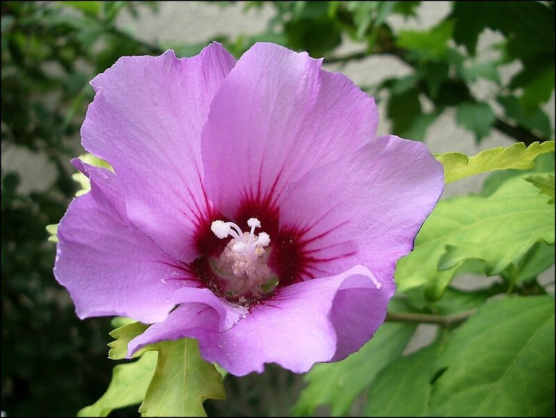 hibiscus-