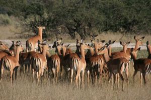 BOMoremi_Wildlife_Reserve__Okavango_Delta__Botswana__80__PhotoRedukto