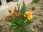 tulipes_ds_cailloux