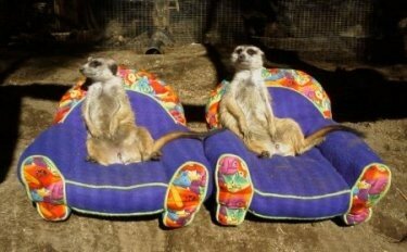 meerkats_lounging