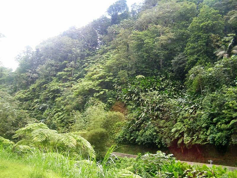 2016 03 10 (78) - traversée de l'île d'Est en Ouest au coeur de la forêt tropicale
