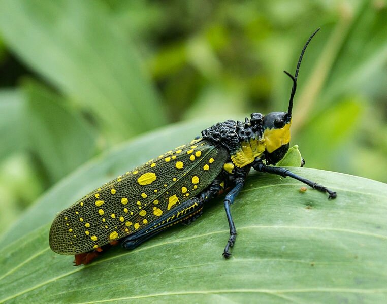 Aularches miliaris Wikipédia