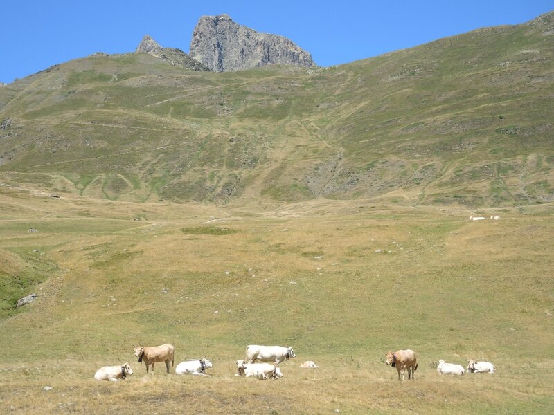 Col du Pourtalet, montée vers col de Soum, vaches et Pic du Midi d'Ossau (64)