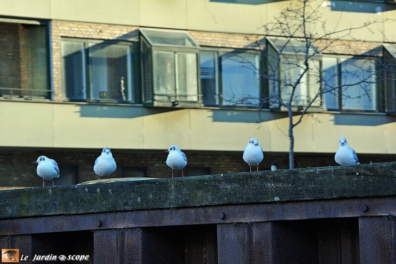 Mouettes rieuses en rang d'oignons