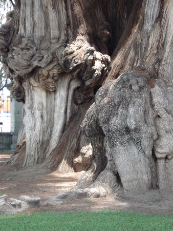 Arbre Tulé tronc2