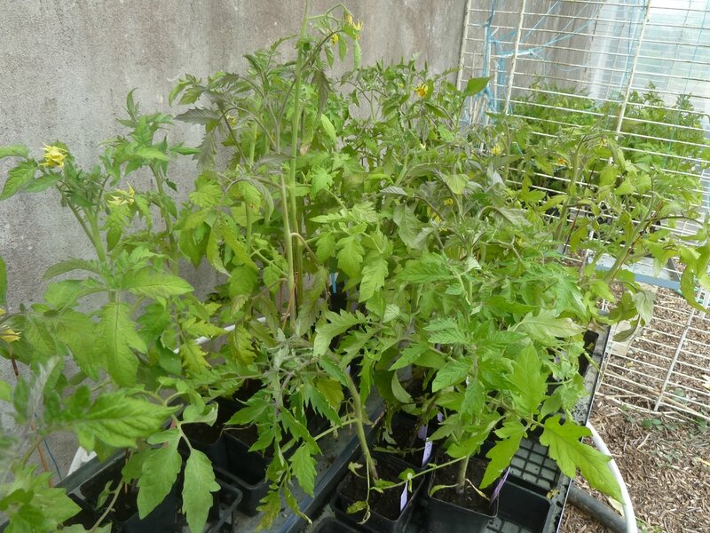 24-plantation tomates (4)