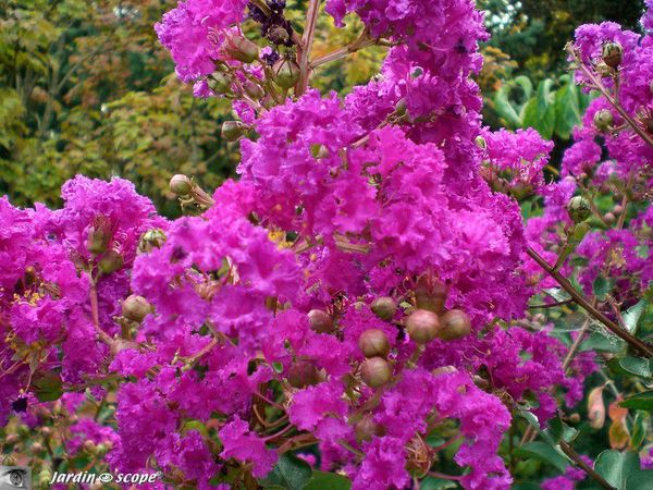 lagerstroemia