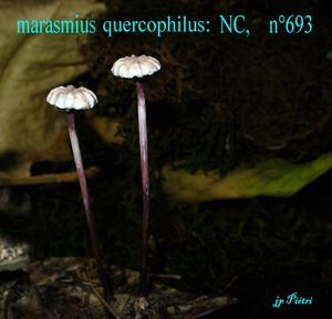 marasmius_quercophilus_n_692