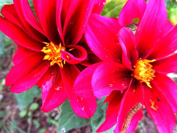201910 jardin début octobre dahlia et chenille