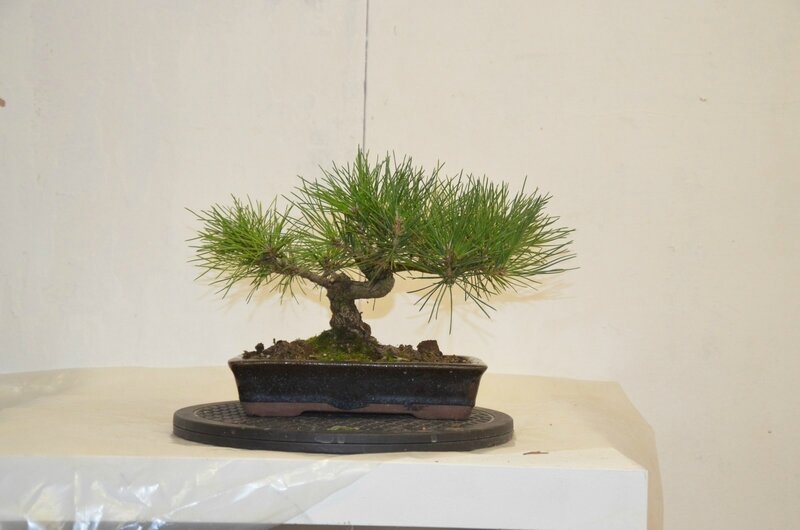 Pinus inconnu (7)