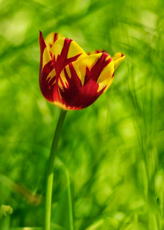 tulipe-999