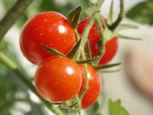 tomates_cerises