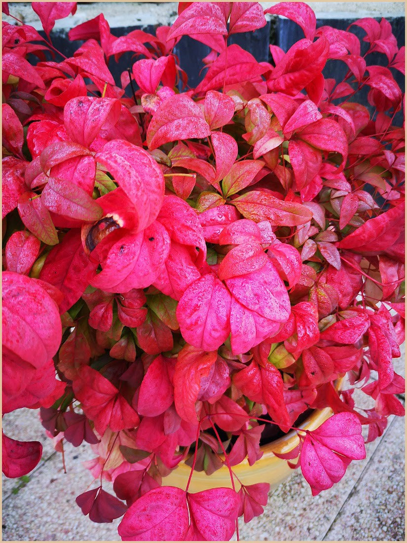couleurs_automne2