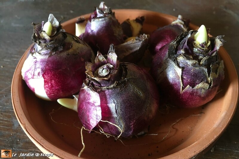 Bulbes de Jacinthes de Bretagne