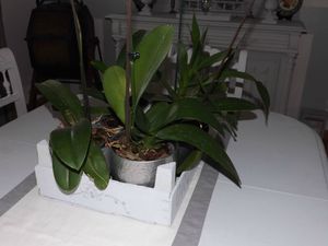 Cagette orchidées (11)