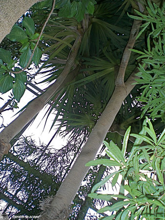 CIMG1442_Pandanus