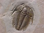 trilobite