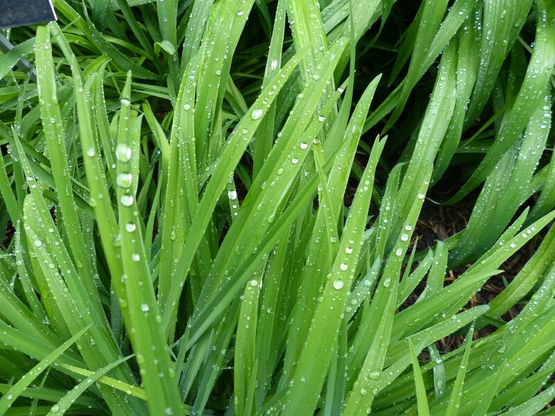 pluie-herbes