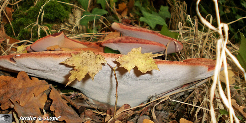  Fistuline hépatique • Langue de bœuf • Fistulina hepatica