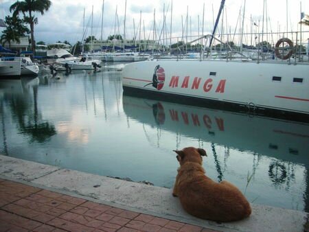 le chien à la marina