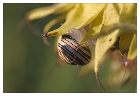 tournesol_escargot__matin_290810_2