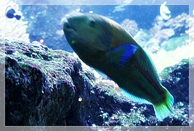 AQUARIUM POISSON VEUT MANGER TI POISSON