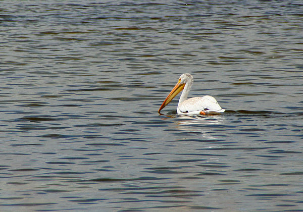 american_white_pelican