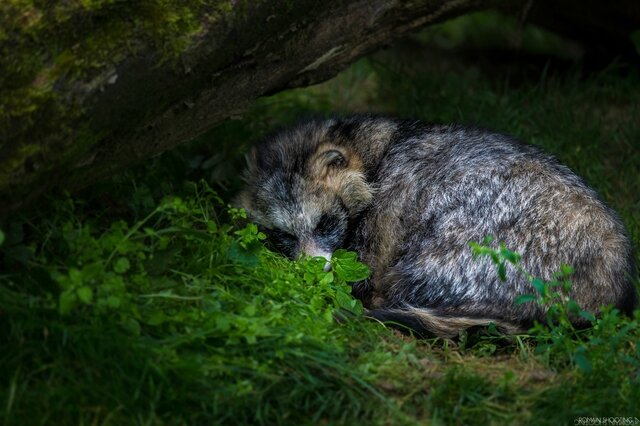 Zooparc de Trégomeur 16