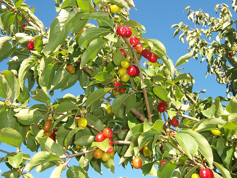 800px-CornusMas_Fruits_01