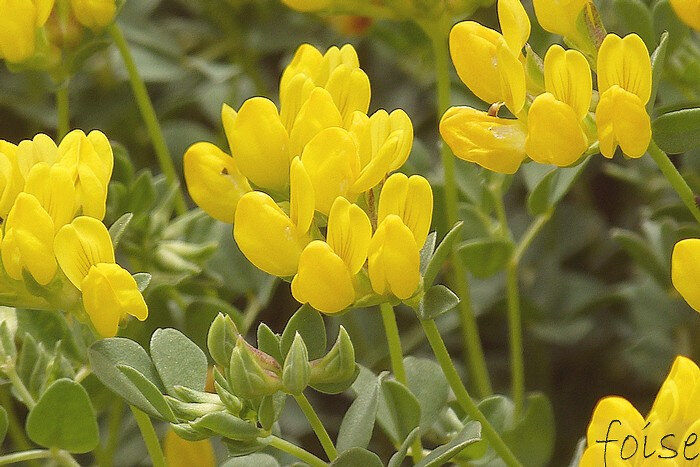 fleurs jaunes de 2 à 6 sur des pédoncules 2 fois plus longs que la feuille