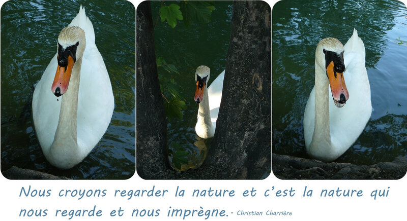 Quartier Drouot - Cygne canal