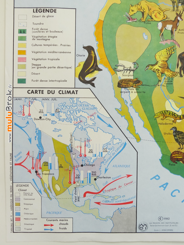 CARTE-Amérique-Nord-végétation-faune-2-muluBrok-Vintage
