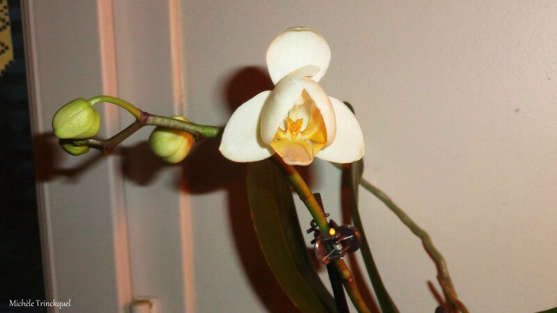 Orchidée blanche 1502165