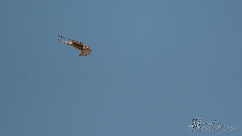 Faucon crécerelle (Falco tinnunculus) femelle adulte