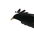 Chocard à bec jaune, Pyrrhocorax graculus
