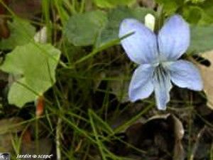 Violette odorante • Viola odorata