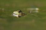 11 Galuchet grenouille reflet oeil 2 180716