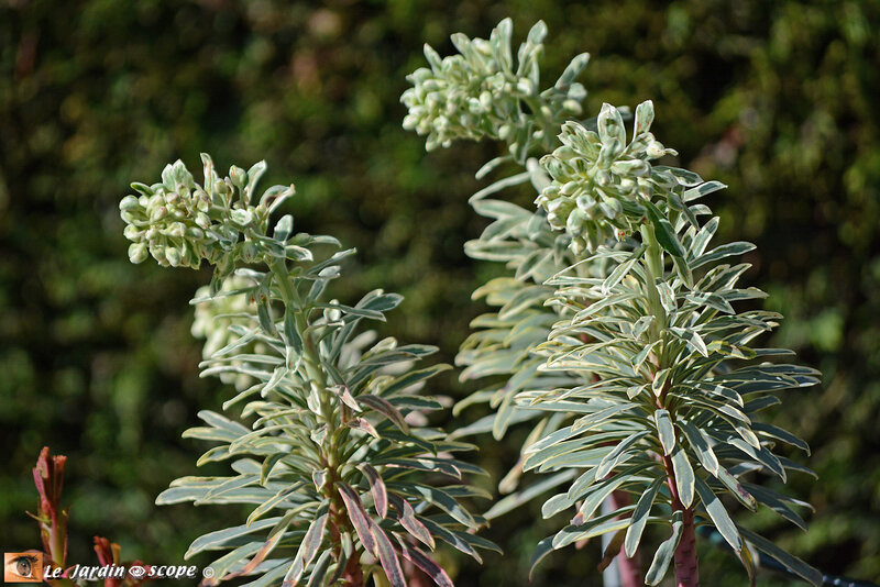 Euphorbe Characias Silver Swan