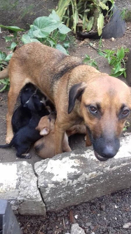 chiens en grand danger sur les Abymes 1