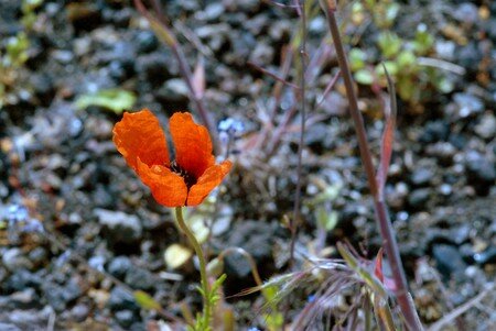 avril_2008_coquelicot_v_ferr_e