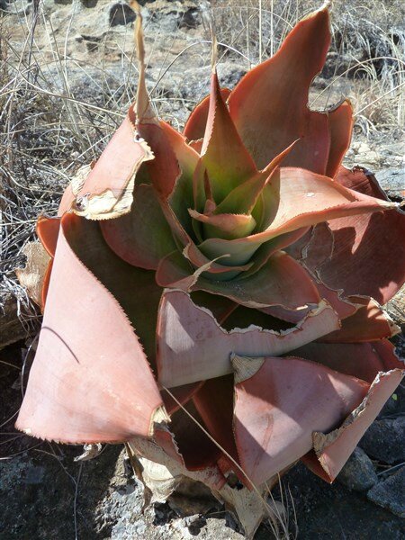 P1050267