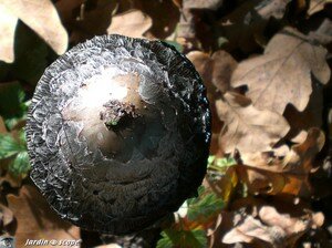 Coprin_noir_chapeau