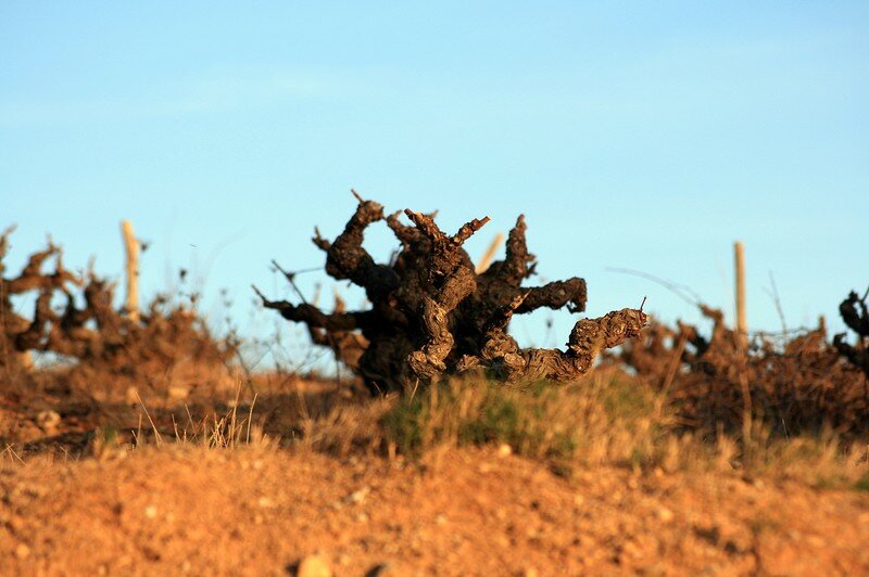 Les vignes