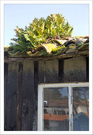 Oleron cabane detail plantes tuiles 140112