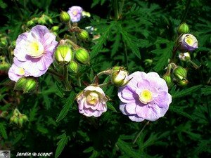 Géranium vivace Pratense summer skies