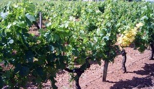 Ch_teau_Beaus_jour_Vignes