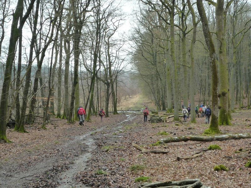 dans la forêt domaniale de Rémilly