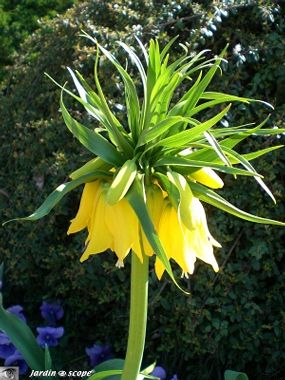 Fritillaire impérial
