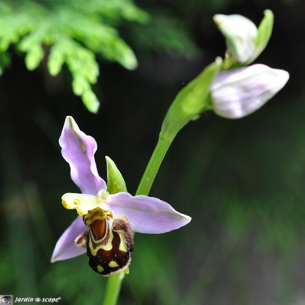 Orchidée abeille • Ophrys apifera