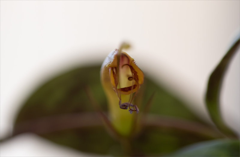 macro fleur plante verte 2 280822